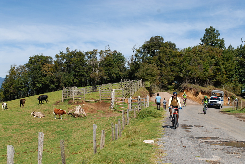 Bicis y vacas